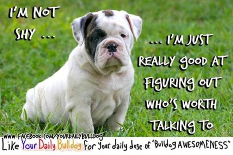 Bulldog Puppy in Grass — Green, Calm