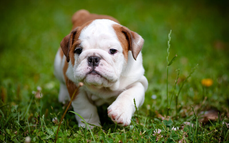 Bulldog Puppy in Grass — Green