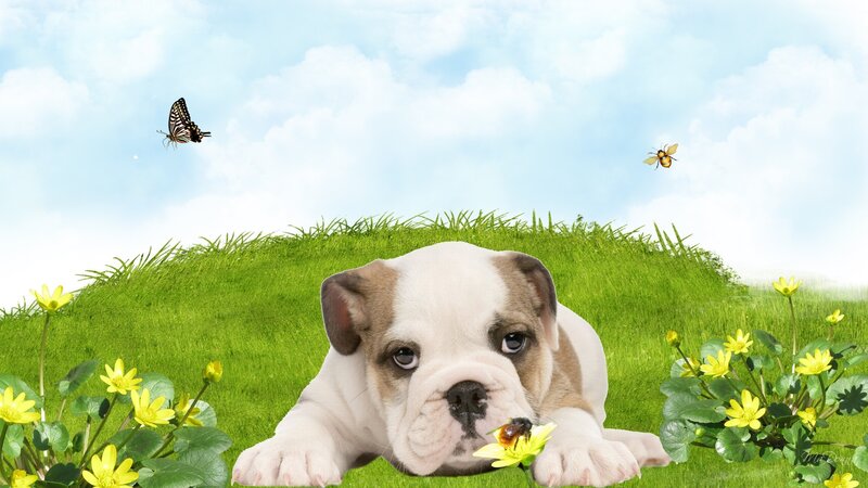 Bulldog Puppy in Grass