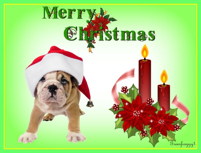 Bulldog Puppy in Hat