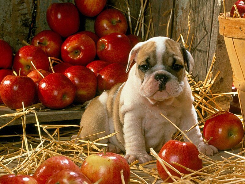 Bulldog Puppy in Hay — Red