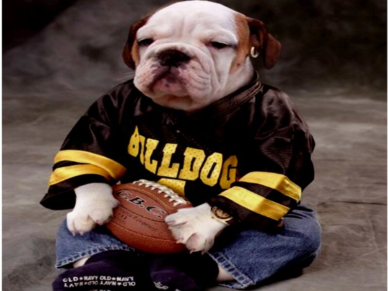 Bulldog Puppy in Jersey