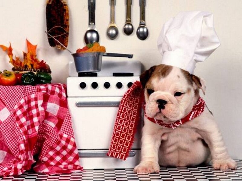 Bulldog Puppy in Kitchen — White