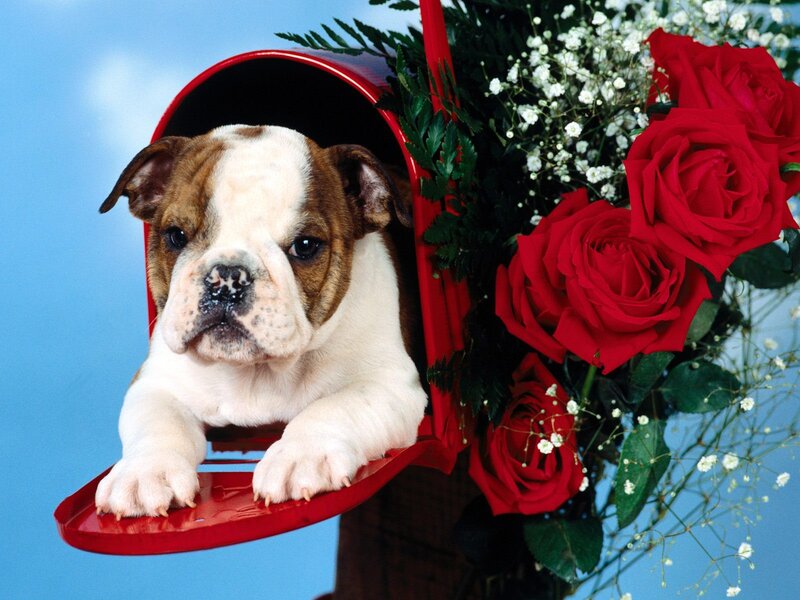 Bulldog Puppy in Mailbox — Red