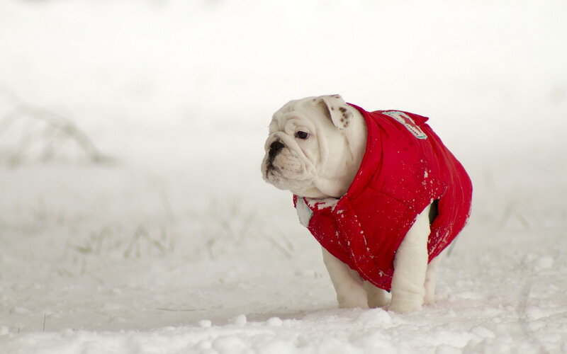 Bulldog Puppy in Snow