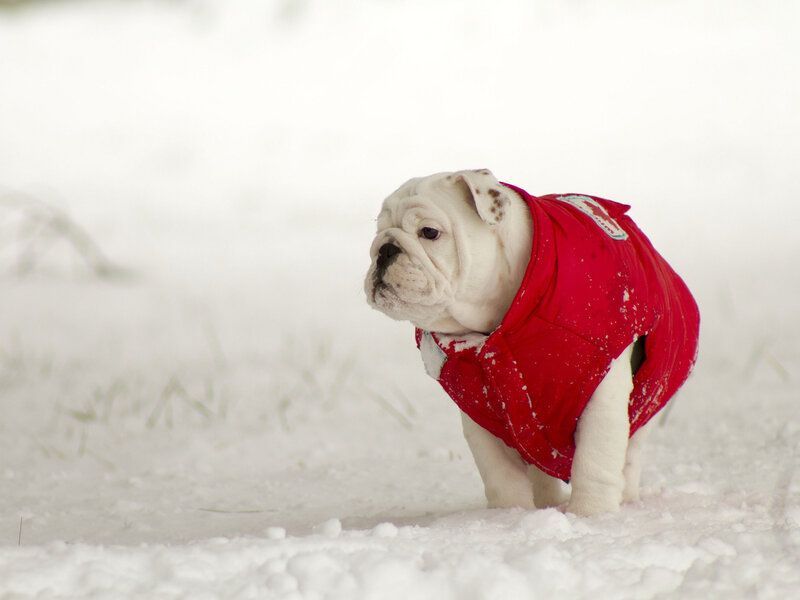Bulldog Puppy in Snow — White