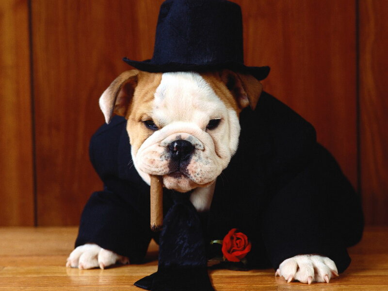 Bulldog Puppy in Suit