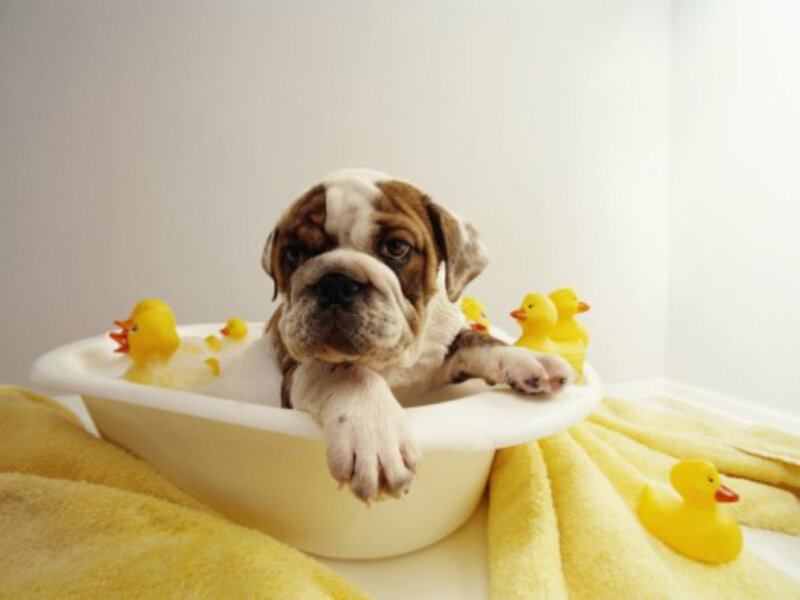 Bulldog Puppy in Tub