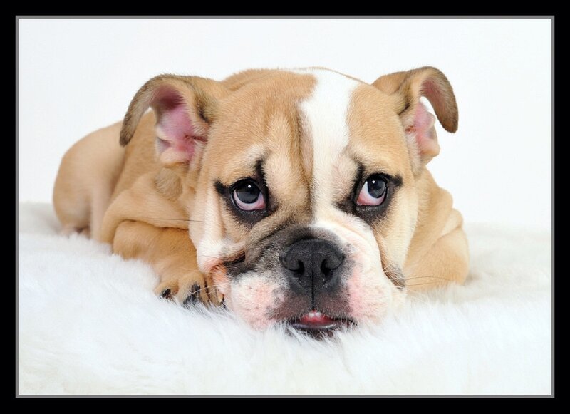 Bulldog Puppy Lying — Brown, Calm