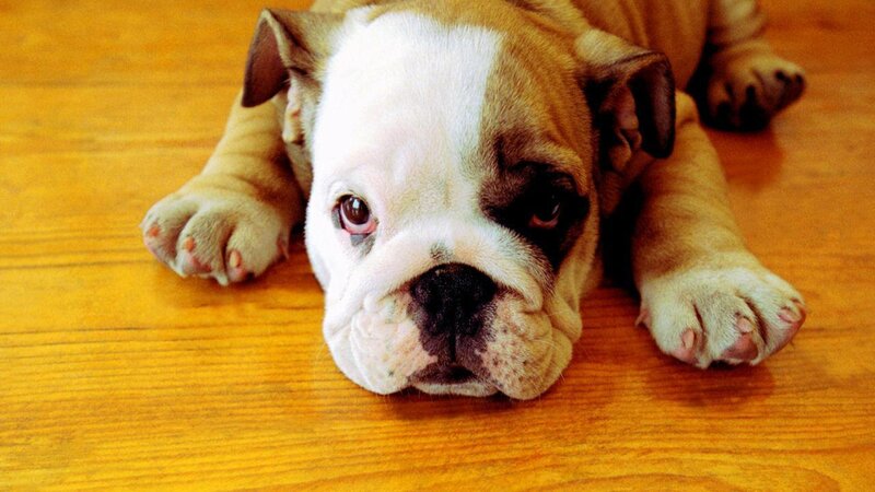 Bulldog Puppy Lying — Brown
