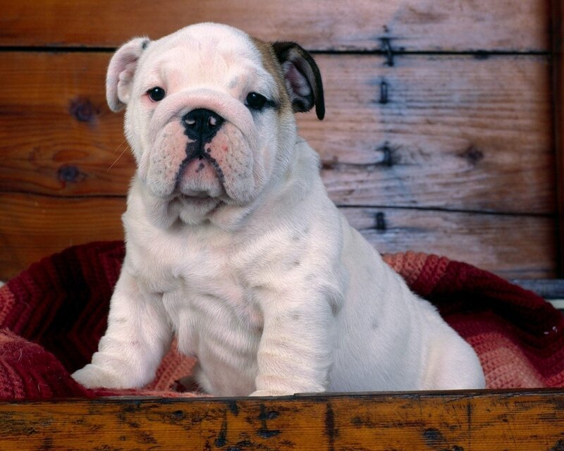Bulldog puppy on blanket