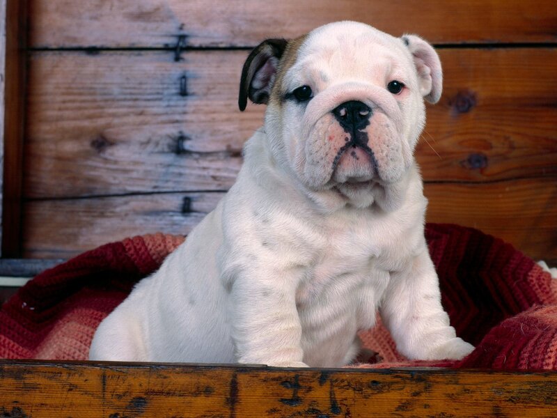 Bulldog puppy on blanket