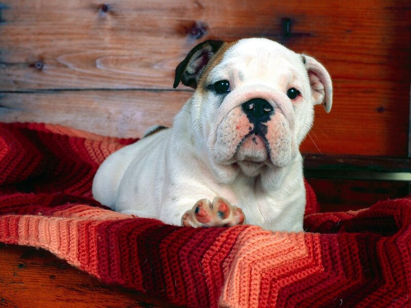 Bulldog puppy on blanket