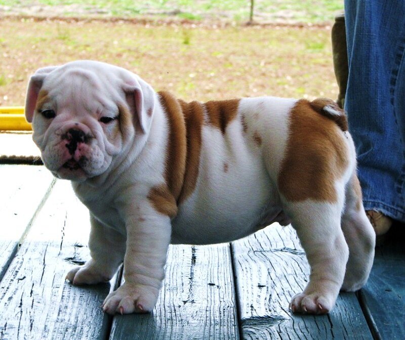 bulldog puppy on deck