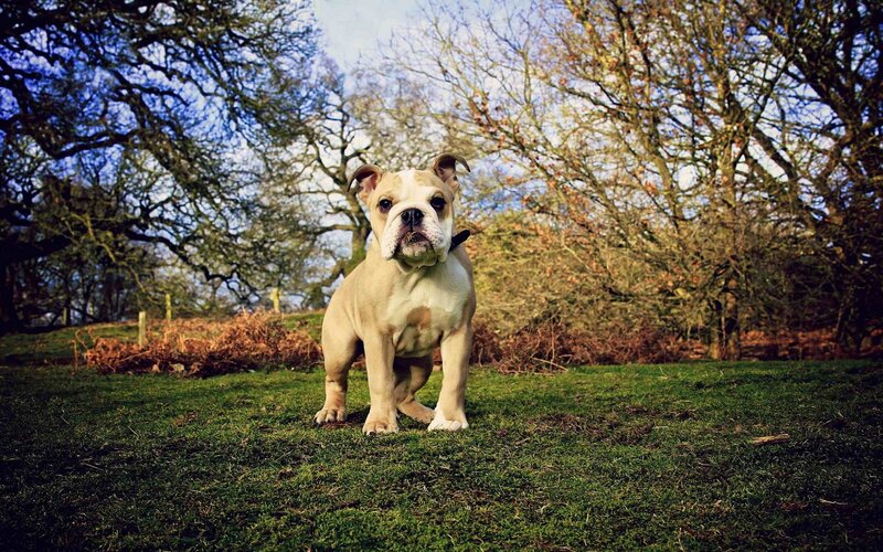 Bulldog Puppy on Grass — Green