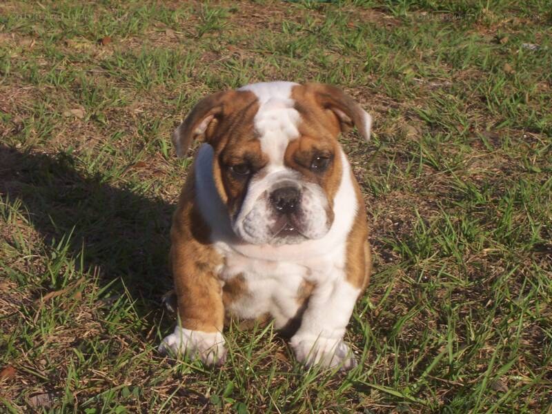 Bulldog puppy on grass