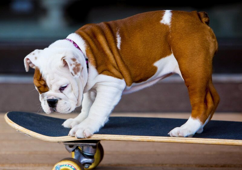 Bulldog Puppy on Skateboard