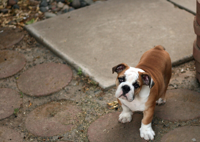 Bulldog puppy on stepping stones