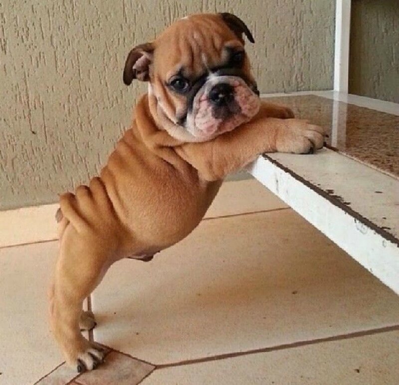 Bulldog Puppy on Table