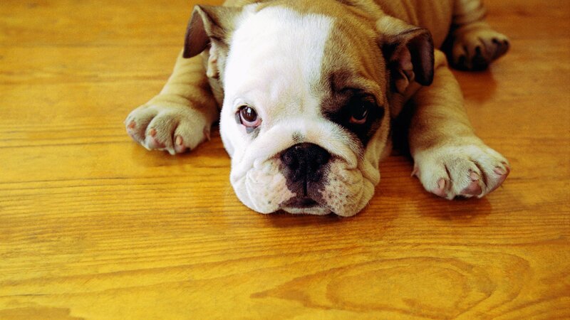 Bulldog puppy on wooden floor