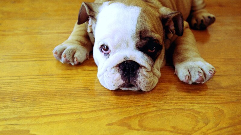 Bulldog puppy on wooden floor