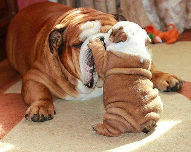 Bulldog Puppy Playing