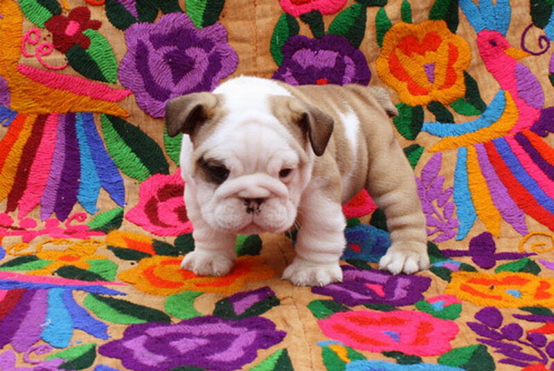 Bulldog Puppy — Purple