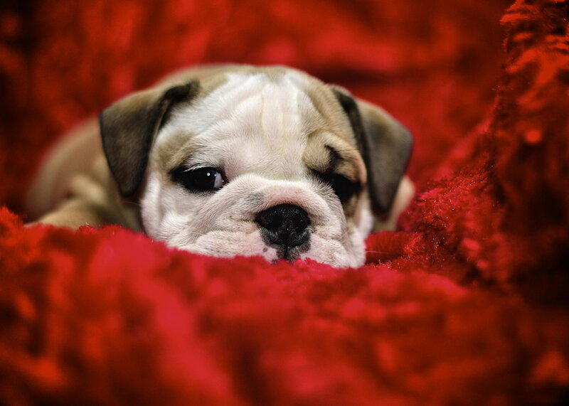 Bulldog Puppy — Red