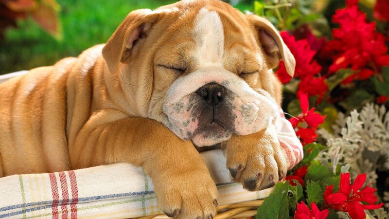 Bulldog Puppy Sleeping — Brown, Peaceful, Afternoon, Photograph