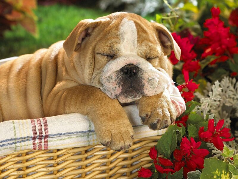 Bulldog Puppy Sleeping — Brown, Peaceful