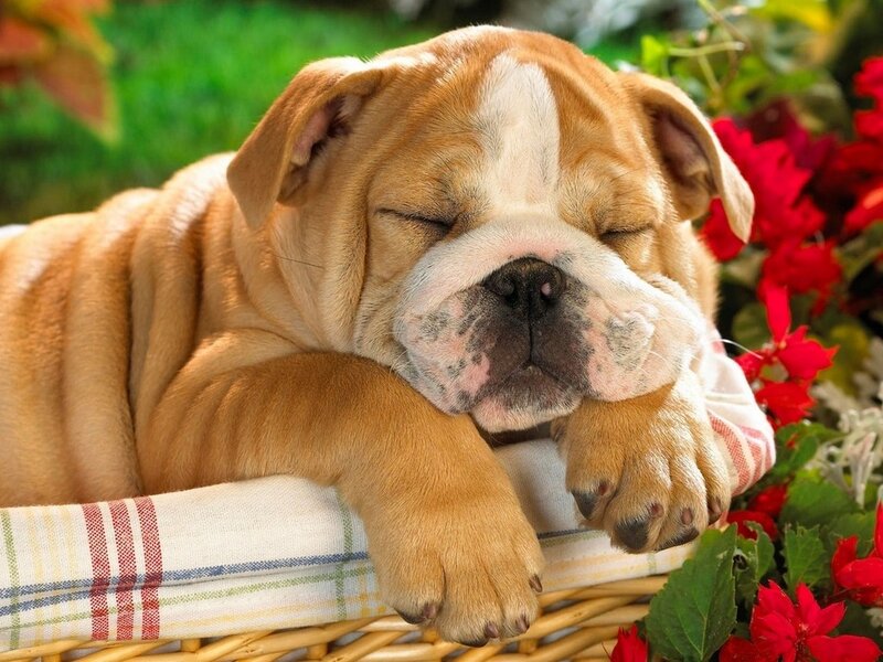 Bulldog Puppy Sleeping — Brown