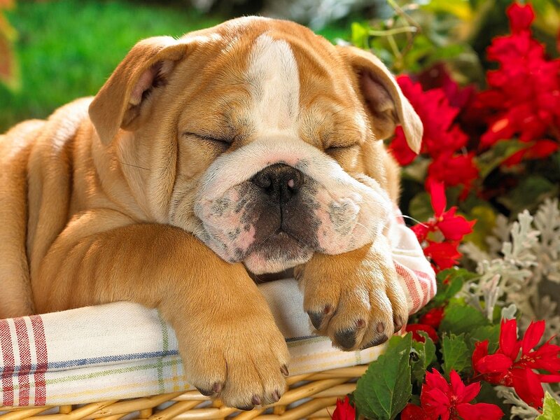 Bulldog Puppy Sleeping