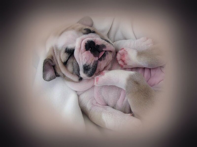 Bulldog Puppy Sleeping — White, Peaceful
