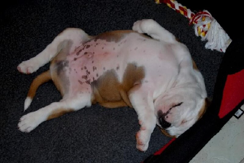 Bulldog Puppy Sleeping — White