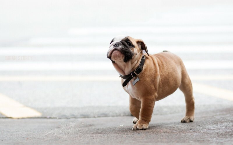 Bulldog Puppy Standing — Brown