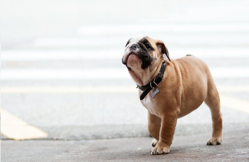 Bulldog Puppy Standing