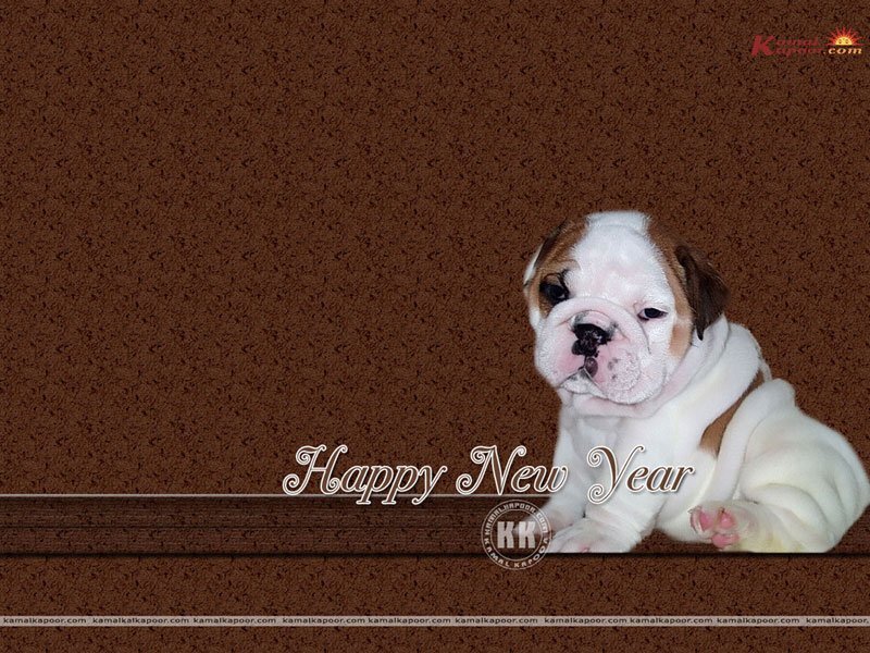 Bulldog Puppy