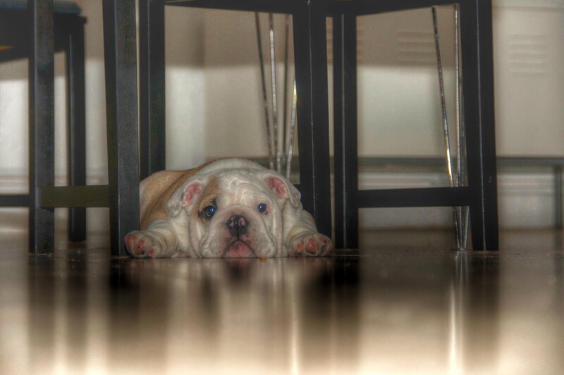 Bulldog Puppy under Table