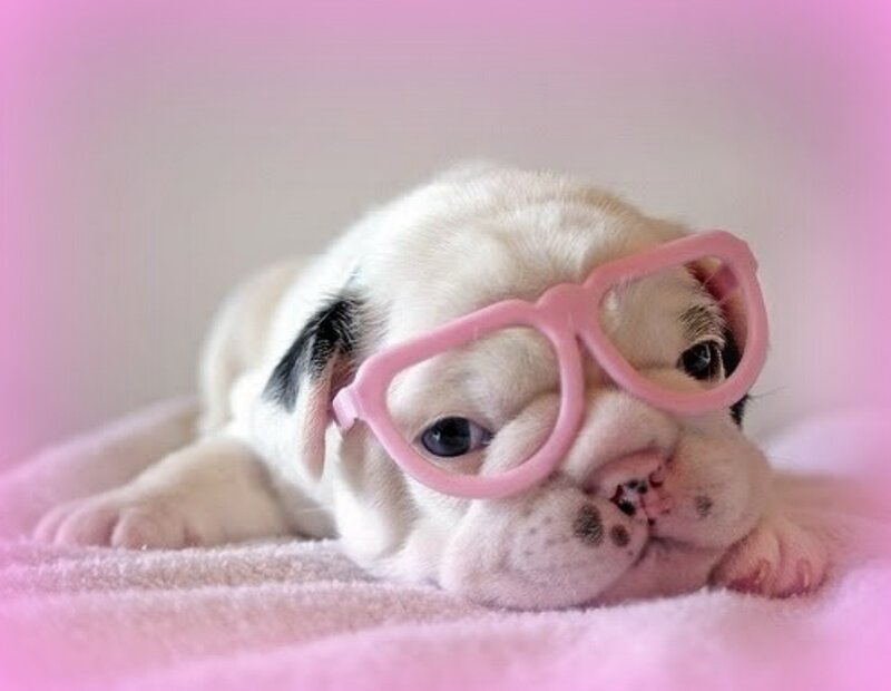 Bulldog Puppy Wearing Glasses