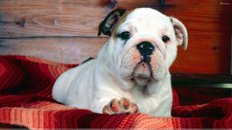 Bulldog Puppy — White, Calm, Photograph, Blanket