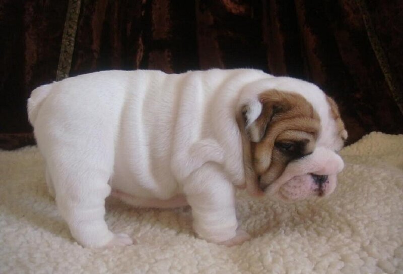 Bulldog Puppy — White, Calm