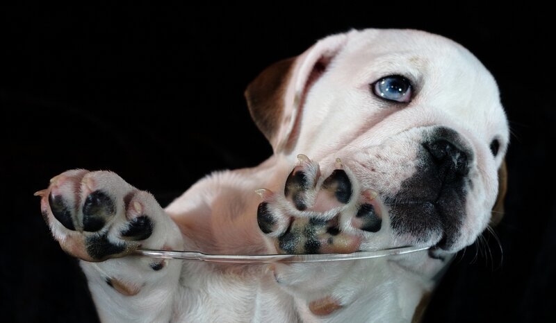 Bulldog Puppy — White, Dramatic, Photograph