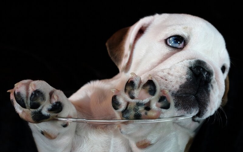 Bulldog Puppy — White, Dramatic