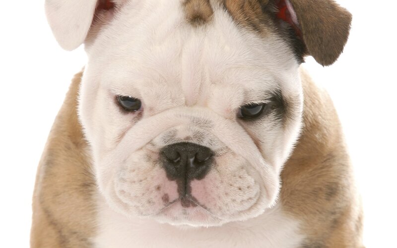 Bulldog Puppy — White, Neutral