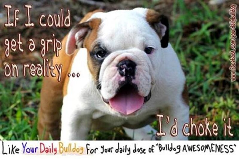 Bulldog Puppy — White, Playful