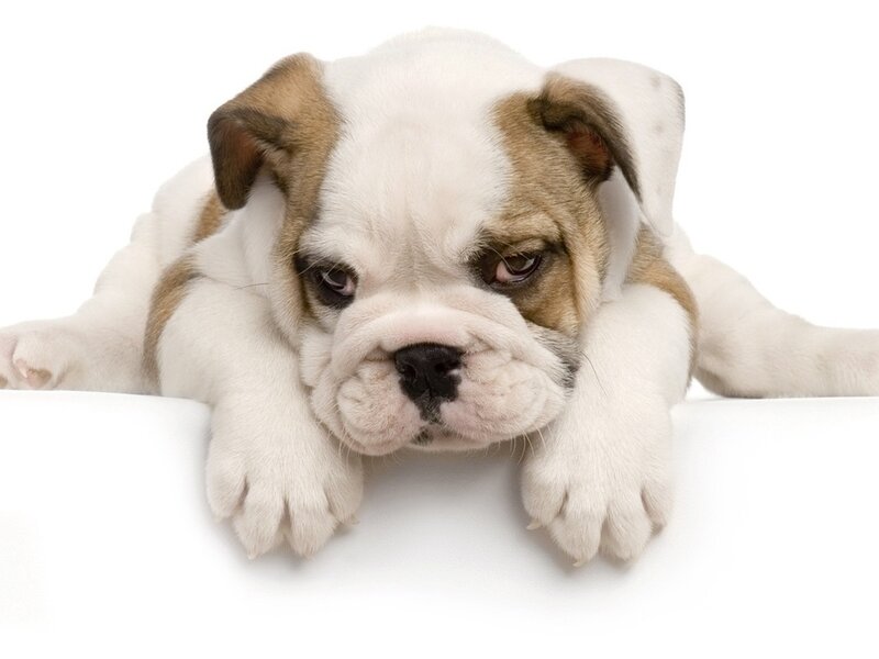 Bulldog Puppy — White