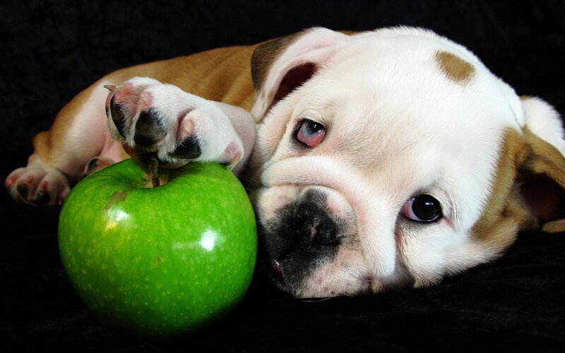 Bulldog Puppy with Apple