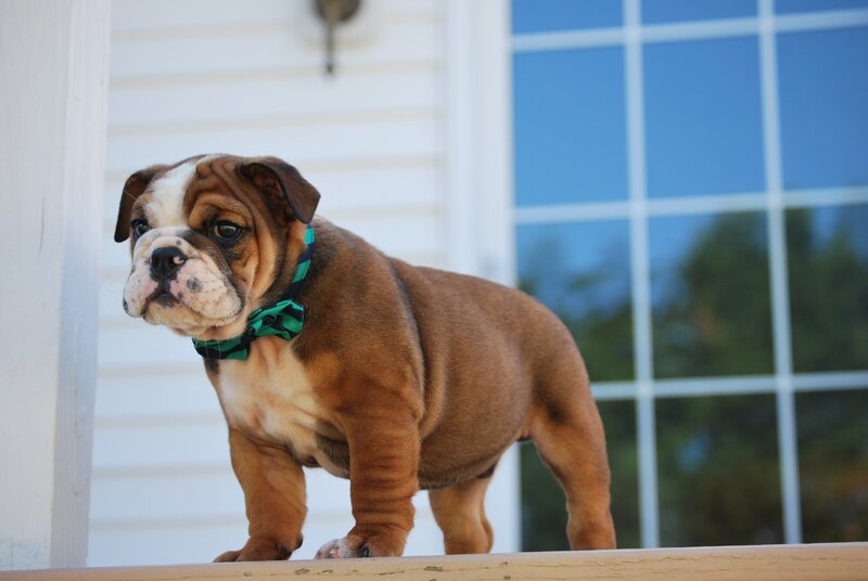 Bulldog puppy with bow tie