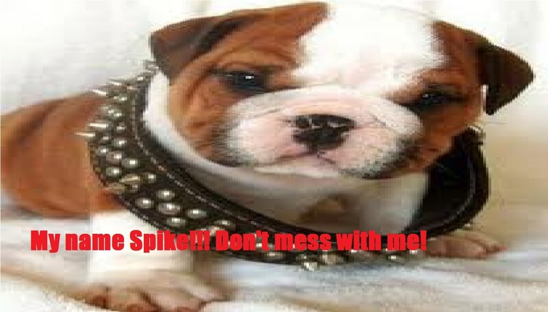 Bulldog Puppy with Collar