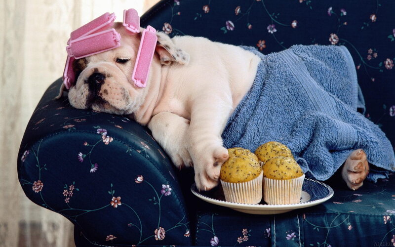 Bulldog Puppy with Curlers